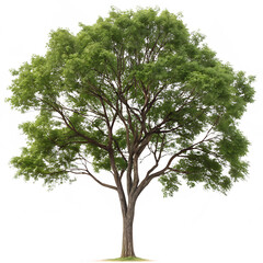 Neem tree isolated on a transparent background © woopics
