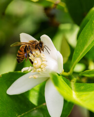Close-up of a bee collecting pollen from white orange blossoms in spring. Biological agriculture. Environmental protection and biodiversity. 