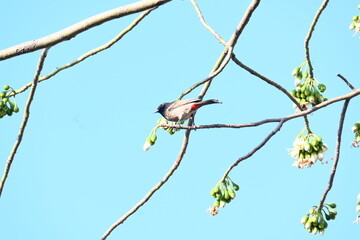Brahminy starling or brahminy myna sitting on White Silk Cotton Tree. This bird is sucking the nectar of the flower of the White Silk Cotton Tree. Sturnia pagodarum. Member of the starling family.