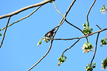 Brahminy starling or brahminy myna sitting on White Silk Cotton Tree. This bird is sucking the nectar of the flower of the White Silk Cotton Tree. Sturnia pagodarum. Member of the starling family.