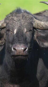 close up portrait of a buffalo surrounded by flies