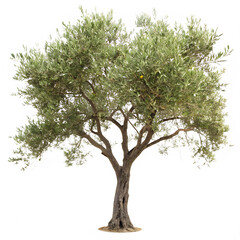 Olive tree isolated on a transparent background