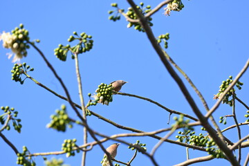 Brahminy starling or brahminy myna sitting on White Silk Cotton Tree. This bird is sucking the nectar of the flower of the White Silk Cotton Tree. Sturnia pagodarum. Member of the starling family.