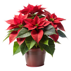 Fototapeta premium christmas cactus in a pot isolated on white background. Transparent PNG file available with high quality.