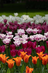 Fototapeta premium Colorful tulips in full bloom at Keukenhof Gardens, Netherlands, captured in spring 2025. A vivid scene of Dutch springtime beauty and floral diversity.