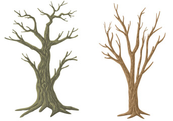 Fototapeta premium Picture set of big trees without leaves , dead old trees on ,White background ,vector illustration