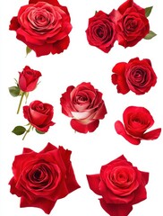 Fototapeta premium Beautiful collection of red roses showcasing various shapes and sizes arranged artistically against a clean white background for floral design inspiration