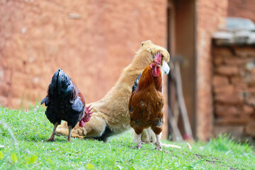 A dog in the chicken farm