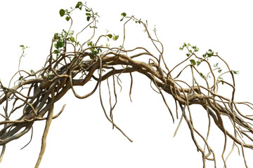 Jungle Twisted Roots Thick  isolated on a transparent background