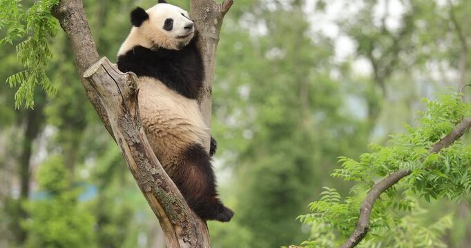 Giant panda playing on the tree