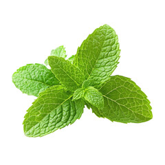 Mint Sprig  isolated on a transparent background