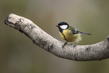Great Tit on a Dry Branch