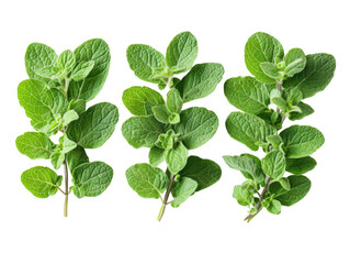 Harvesting fresh oregano leaves nature plant photography garden. Isolated on transparent background, png.