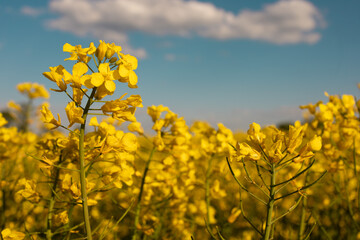 Obraz premium A bright, yellow field of flowering rapeseed. Close-up