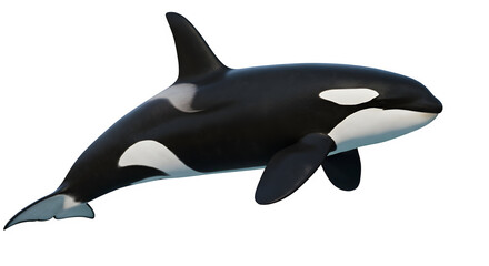 Orca, Killer whale ((Orcinus orca) isolated on white or transparent background. PNG