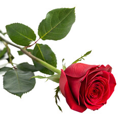 Obraz premium Valentine rose isolated on a transparent background
