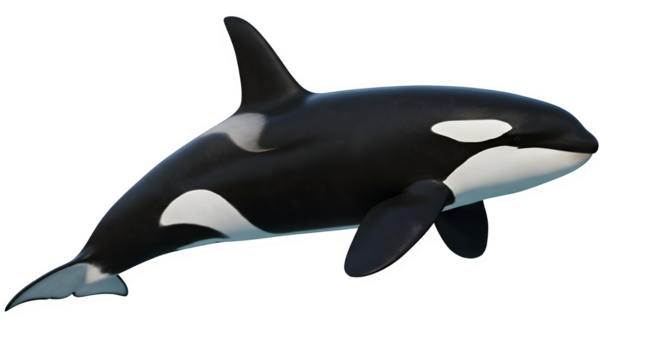 Orca, Killer whale ((Orcinus orca) isolated on white or transparent background. PNG