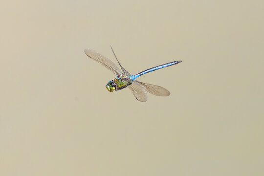Blue Emperor (Anax imperator) male flying over dam, Western Cape South Africa with wing and pterostigma detail