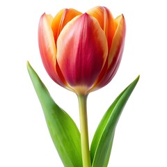 watercolor red yellow tulip on white bg
