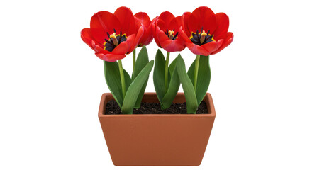 Isolated Red Tulips
