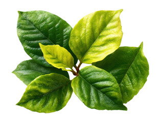 Vibrant green leaves display nature plant close-up fresh environment. Isolated on transparent background, png.