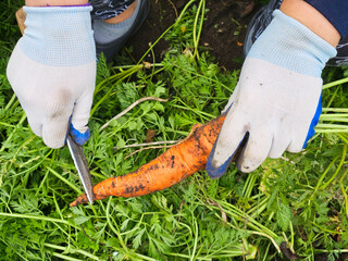 Female hand cut top bunches of carrots with tops.