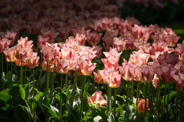 Colorful tulips in full bloom at Keukenhof Gardens, Netherlands, captured in spring 2025. A vivid scene of Dutch springtime beauty and floral diversity.