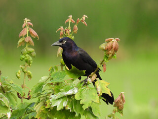 Common grackle living within the wetlands of the Bombay Hook National Wildlife Refuge, Kent County,...