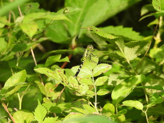 Female, eastern pondhawk, dragonfly, naturally camouflaged, within the green foliage. Bombay Hook National Wildlife Refuge, Kent County, Delaware.