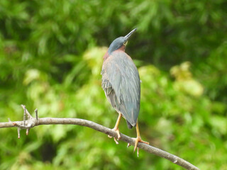Green heron perched on a branch within the wetlands of the Bombay Hook National Wildlife Refuge, Kent County, Delaware.