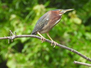Green heron perched on a branch within the wetlands of the Bombay Hook National Wildlife Refuge, Kent County, Delaware.