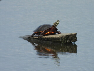 Eastern painted turtle basking in the warmth of the summer sun. Bombay Hook National Wildlife...