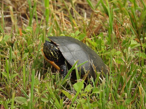 Eastern painted turtle crawling through the grass within the Bombay Hook National Wildlife Refuge, Kent County, Delaware. 