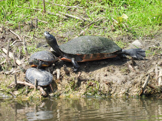 A group of aquatic turtles basking in the warmth of the sun. Summer season at Bombay Hook National...