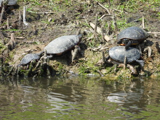 Obraz premium A group of aquatic turtles basking in the warmth of the sun. Summer season at Bombay Hook National Wildlife Refuge, Kent County, Delaware. 