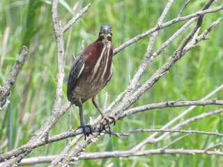 A green heron perched on a branch, within the wetlands of the Bombay Hook National Wildlife Refuge,...