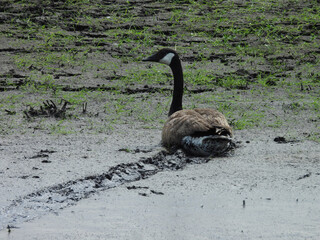 Canadian goose resting after tracking through the wetland mud. Bombay Hook National Wildlife...