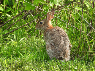 Eastern cottontail rabbit enjoying a warm summer day, within the Bombay Hook National Wildlife...