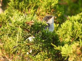 Juvenile, tree swallow, nestled within a juniper. Bombay Hook National Wildlife Refuge, Kent...