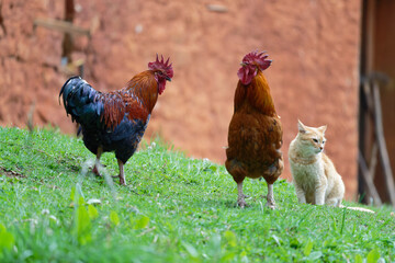 free range chicken and cat