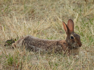 Eastern cottontail rabbit relaxing in the cool grass, on a warm summer day. Bombay Hook National Wildlife Refuge, Kent County, Delaware.