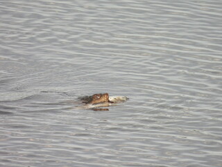 A hungry snapping turtle, with a large fish in its jaws. Bombay Hook National Wildlife Refuge, Kent County, Delaware.