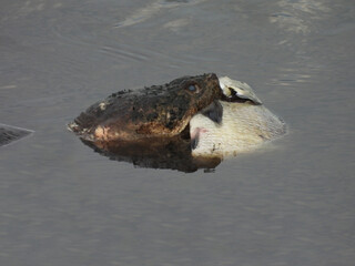 A hungry snapping turtle, with a large fish in its jaws. Bombay Hook National Wildlife Refuge, Kent...