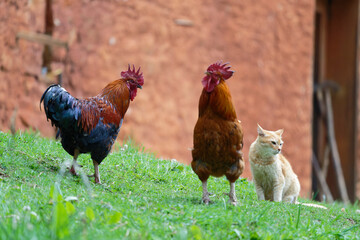 free range chicken and cat