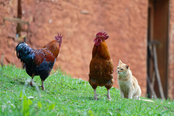 free range chicken and cat