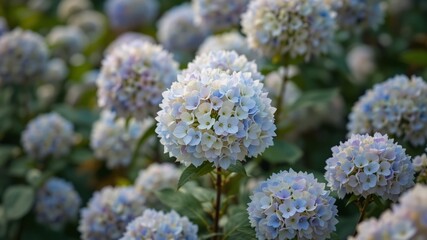 Summer's Delicate Beauty: Hydrangea Inflorescences