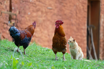 free range chicken