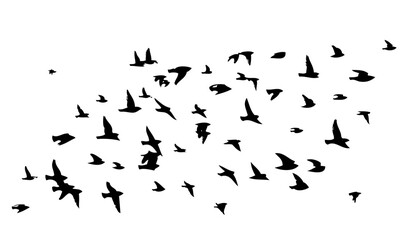 Flying birds silhouette flock. hand drawing. Not AI. Vector illustration