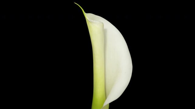 Time lapse blooming white Calla lily (Zantedeschia aethiopica) flower, isolated on pure black background