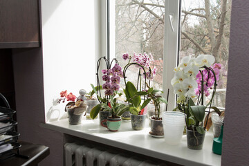 Colorful orchids blooming indoors on sunny windowsill with garden view outside